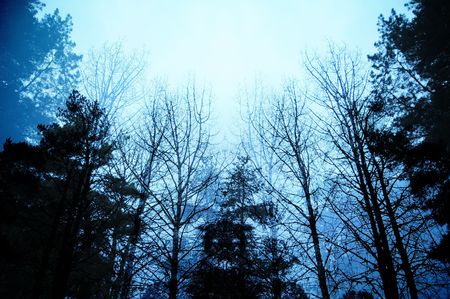 Dark moody forest with black trees reaching up towards the sky.の写真素材