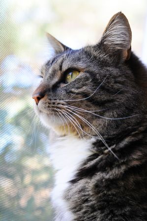 This cat is behind a screen and he is looking outside into the lightの写真素材