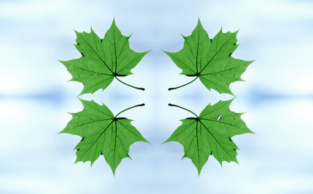 Closeup of a green leaf from a tree, flying around below the sky.の写真素材