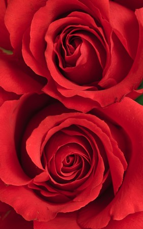 Two lovely red roses touching each other closely in this closeup photographの写真素材
