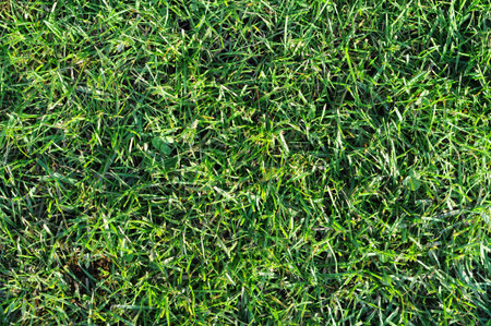 Fresh clean green grass with taken with a shallow depth of field lens