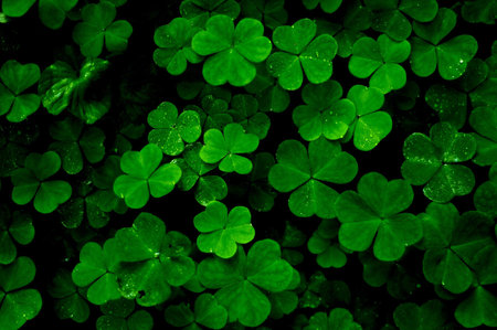 Close up aerial view of a patch of green clovers with  wet water dew drops.