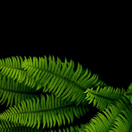 An excellent nature abstract with green ferns that have water drops, isolated on a black background with blank empty copyspace aboveの写真素材