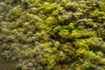 A bunch of green sea algae bubbling up on the shore
