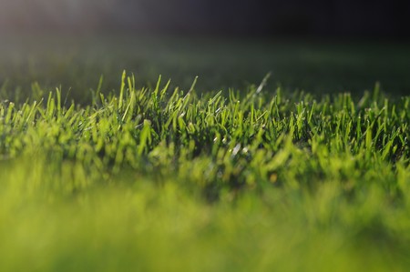Fresh clean green grass with taken with a shallow depth of field lensの写真素材