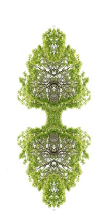 Abstract tree mirrored and isolated on white background.の写真素材