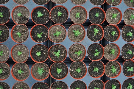 A bunch of baby plants growing inside of pots inside of a greenhouse nursery.の写真素材