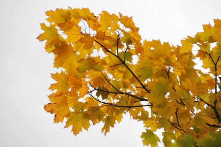 Fall Autumn tree branches with orange leafs, isolated on white backgroundの写真素材