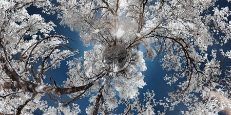 This is a beautiful 360x180 high dynamic range infrared photograph of trees with white foilage against a blue sky.の写真素材
