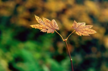 Closeup of an autumn orange maple leaf.の写真素材