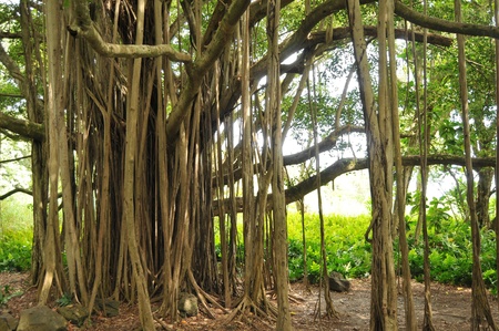 Closeup of a beautiful banyan tree with roots going into the ground.の写真素材