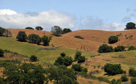 Curvy hills and trees in the summertime with horses eating grass on the knollsの写真素材