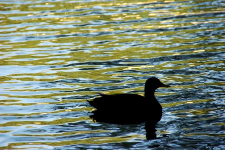 A duck swimming or floating in pond river waterの写真素材