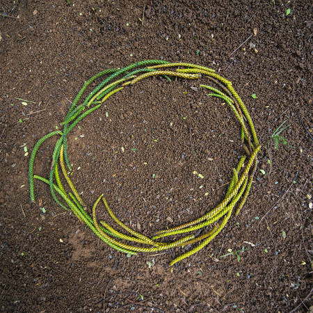 Organic green looking O circle shape on brown dirtの写真素材