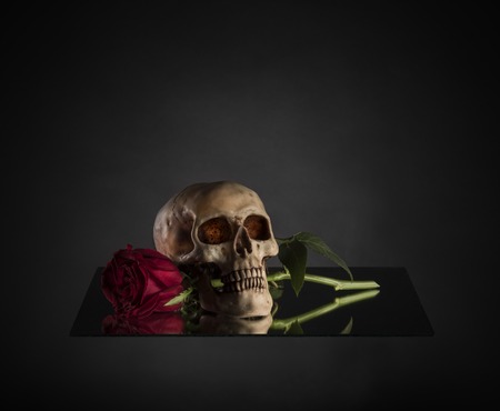 Close up Conceptual Skull Biting a Red Rose Stem on Glass Platform. Captured with Gradient Gray Background.の写真素材