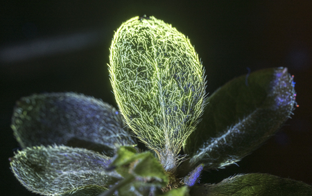 Lead lit by ultraviolet blacklightの写真素材