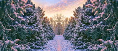Alley of blue spruces covered with snow at sunsetの写真素材