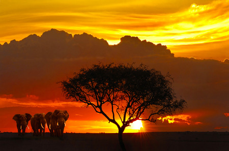 Sunset in savanna with silhouettes of elephantsの写真素材