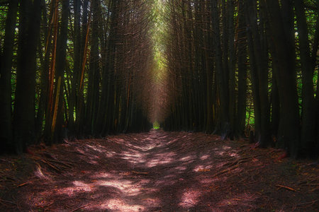 Mystery pathway in dark forest