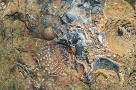 Prehistoric seashell fossils. Fossilized multicolored shells in fragment of rockの写真素材