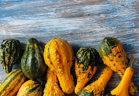 Winter gourds in different shapes halloween and thanksgiving decorationの写真素材