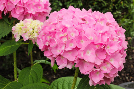 Beautiful pink hydrangea flowers background
