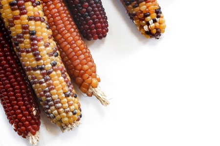 Ornamental Corn isolated on white with copy space, selective focusの写真素材