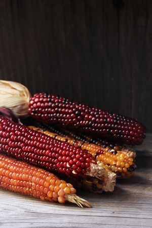 Ornamental corn still life on dark moody backgroundの写真素材