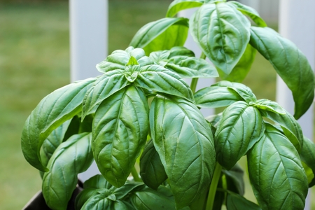 Homegrown Basil plant, selective focusの写真素材
