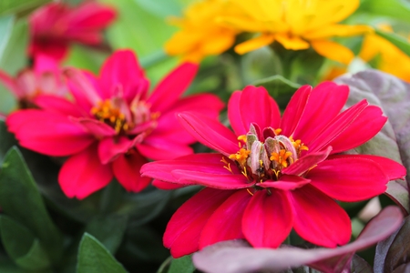 Red zinnia flowers, selective focusの写真素材
