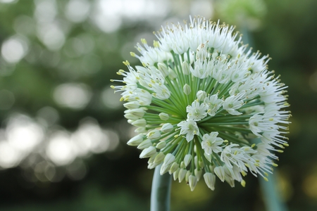 Home grown Spring onion flower with copy space, selective focusの写真素材