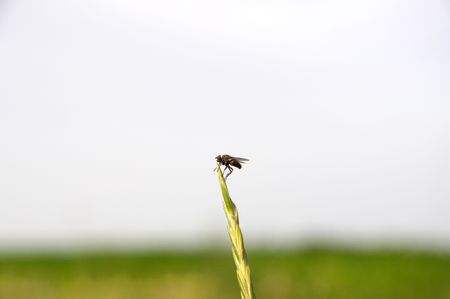 A fly sat on the ear to rest after the flightの写真素材