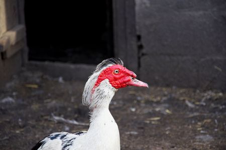 Duck in village in summerの写真素材