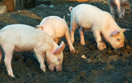 Small piglets on a farm in the summerの写真素材