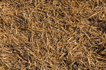 Yellow Beveled hay in the summer (texture)の写真素材