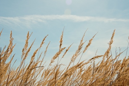 Beautiful succulent plants in a meadow in summerの写真素材