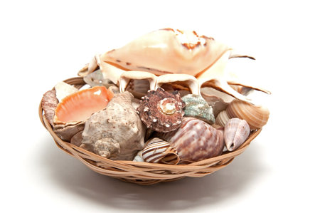 The collection of seashells on a white background