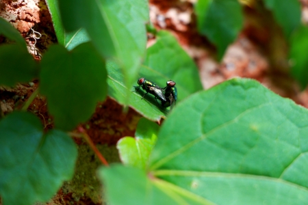 flies matingの素材