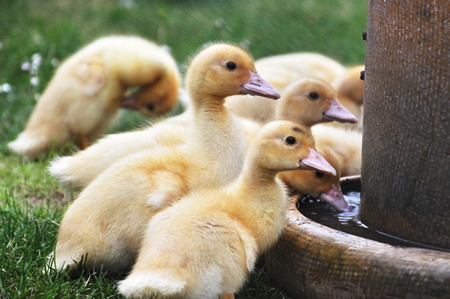 Ducklingの写真素材