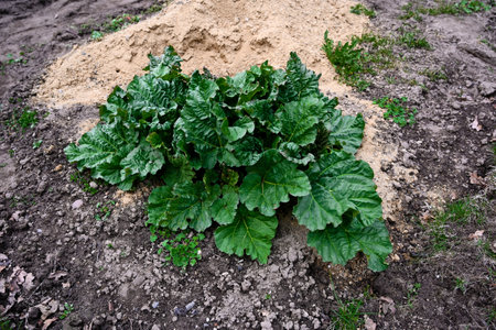 Rhubarb. Rheum. Beautiful herbal abstract background of nature. Summer landscape. Perennial grass with large leaves. Treatment plant. Summer flower bed, gardenの写真素材