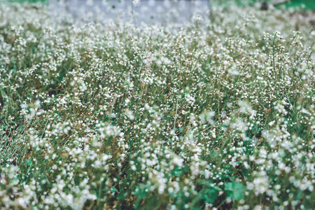 Green meadow of Capsella bursa-pastoris, known as shepherds purse, homeopathy medicine, considered a common weed, pulling weedsの写真素材