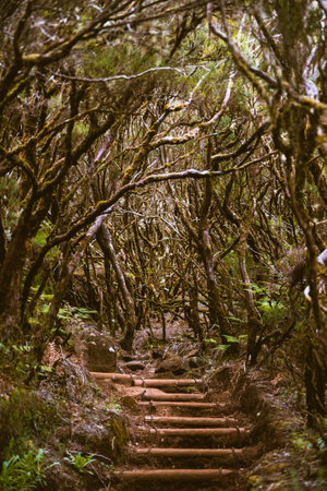 Wooden stairs in the magical forest on Madeiraの写真素材