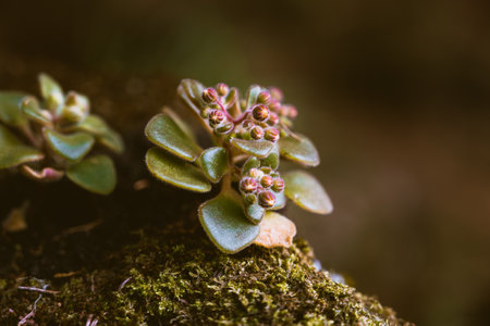 Aichryson is a genus of about 15 species of succulent, subtropical plants, mostly native to the Canary Islands, with a few in the Azores, Madeira and Morocco, tree of loveの写真素材