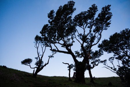 Great, magic, ancient trees of Fanal forest, Madeira Island, Portugalの写真素材