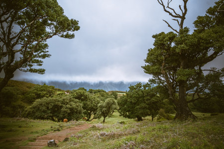 Great, magic, ancient trees of Fanal forest, Madeira Island, Portugalの写真素材