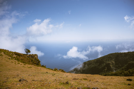 Great, magic, ancient trees of Fanal forest, Madeira Island, Portugalの写真素材