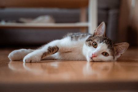 Cat laying on wooden floorの写真素材