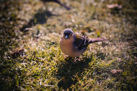 Madeira Chaffinch bird eating from a hand, Madeira island, Portugalの写真素材