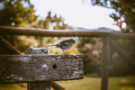 Madeira Chaffinch bird eating from a hand, Madeira island, Portugalの写真素材