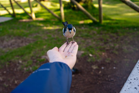 Madeira Chaffinch bird eating from a hand, Madeira island, Portugal